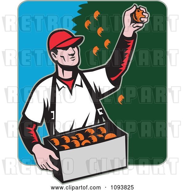 Vector Clip Art of Retro Male Fruit Picker Picking Oranges from a Tree