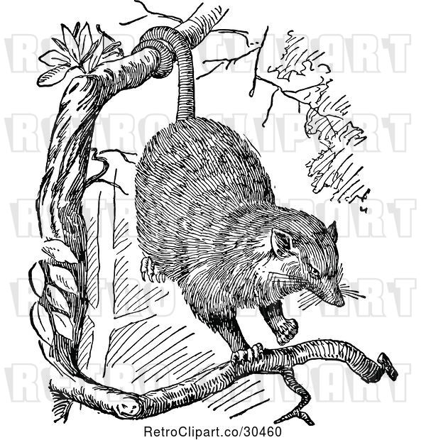 Vector Clip Art of Retro Opossum in a Tree