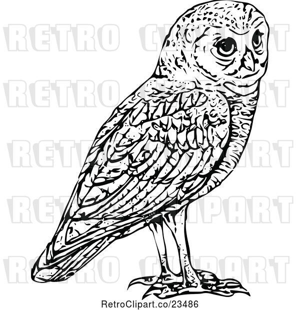 Vector Clip Art of Retro Owl