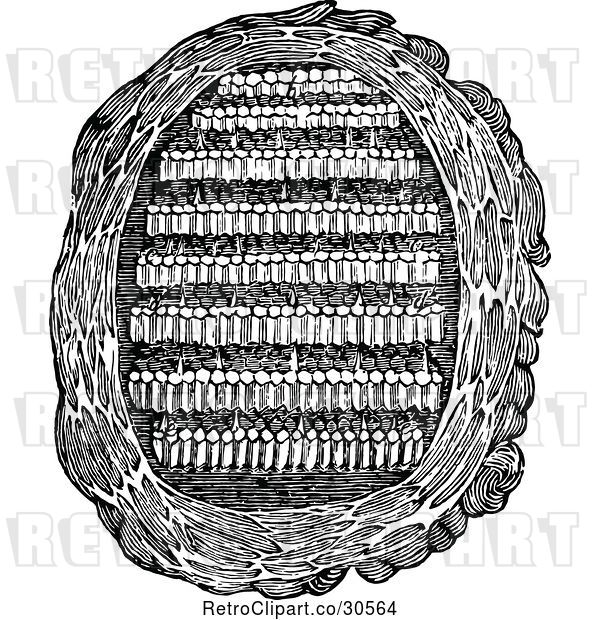 Vector Clip Art of Retro Paper Wasp Nest