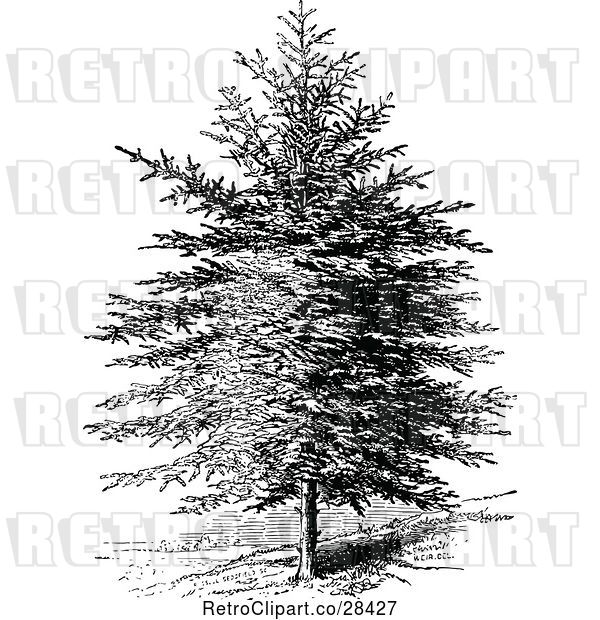 Vector Clip Art of Retro Pine Tree