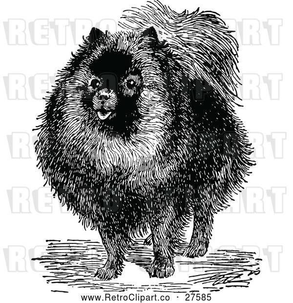 Vector Clip Art of Retro Pomeranian Dog