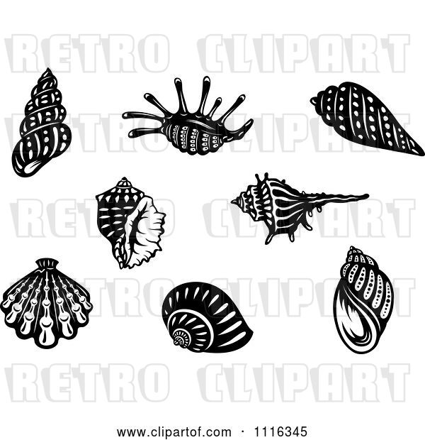 Vector Clip Art of Retro Seashells
