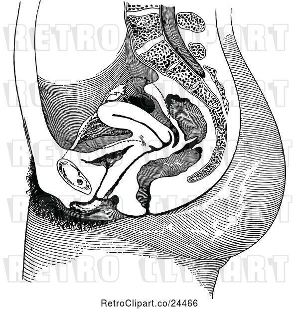 Vector Clip Art of Retro Section Through the Female Body Showing Pelvic Organs