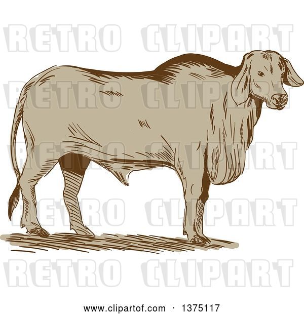 Vector Clip Art of Retro Sketched Brahman Bull Standing and Facing Right