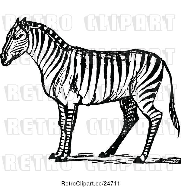Vector Clip Art of Retro Sketched Zebra