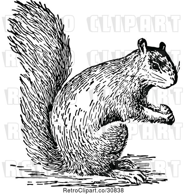 Vector Clip Art of Retro Squirrel Holding a Nut