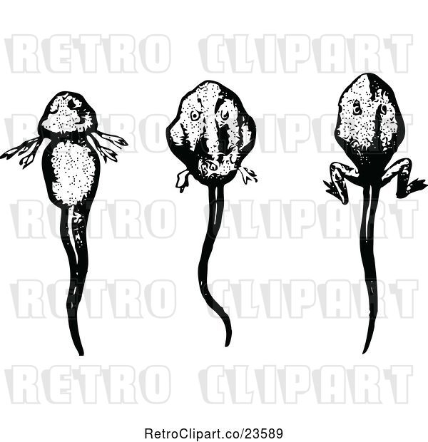 Vector Clip Art of Retro Tadpoles in Different Stages