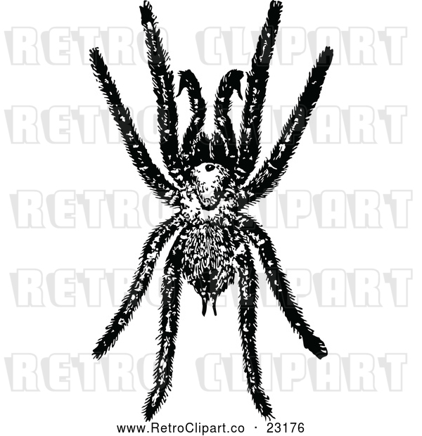 Vector Clip Art of Retro Tarantula Spider