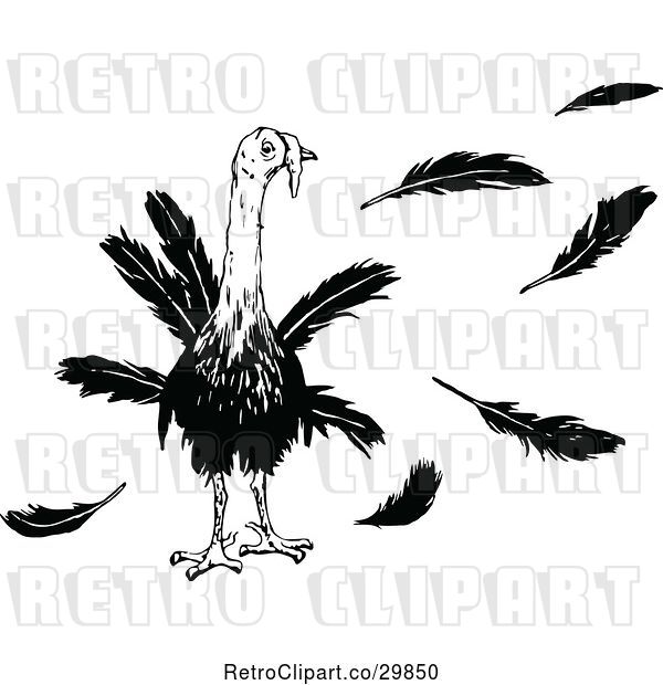 Vector Clip Art of Retro Turkey Bird and Feathers
