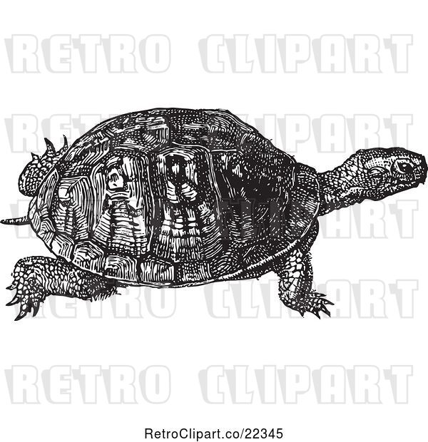Vector Clip Art of Retro Turtle