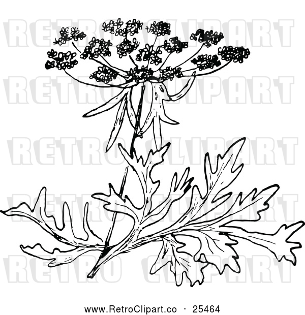 Vector Clip Art of Retro Wild Carrot Blossom