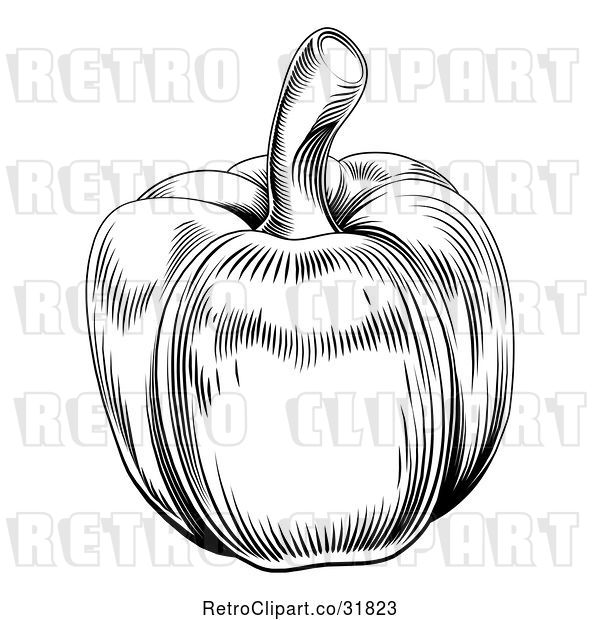 Vector Clip Art of Retro Woodcut Styled Bell Pepper in