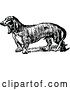 Vector Clip Art of Daschund Dog by Prawny Vintage