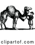 Vector Clip Art of Retro Boy with a Camel by Prawny Vintage