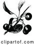 Vector Clip Art of Retro Cherry Branch by Prawny Vintage