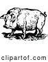 Vector Clip Art of Retro Chubby Pig by Prawny Vintage