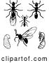 Vector Clip Art of Retro Clipart of | Ants in Different Stages| Royalty Free Illustration by Prawny Vintage
