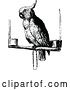 Vector Clip Art of Retro Cockatoo Parrot by Prawny Vintage