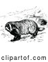 Vector Clip Art of Retro Common Badger by Prawny Vintage
