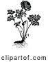 Vector Clip Art of Retro Coronaria Flore Pleno Plant by Prawny Vintage