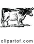 Vector Clip Art of Retro Cow 2 by Prawny Vintage
