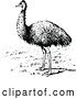 Vector Clip Art of Retro Emu Bird by Prawny Vintage