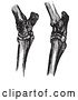 Vector Clip Art of Retro Engravings of Horse Hock Bones in by Picsburg