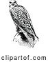 Vector Clip Art of Retro Falcon Bird by Prawny Vintage