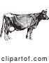 Vector Clip Art of Retro Farm Cow by BestVector