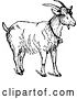 Vector Clip Art of Retro Goat Wearing a Bell by Prawny Vintage