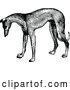 Vector Clip Art of Retro Greyhound Dog by Prawny Vintage