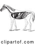 Vector Clip Art of Retro Horse Anatomy of the Digestive System in Black and White by Picsburg
