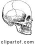 Vector Clip Art of Retro Human Skull 3 by Prawny Vintage