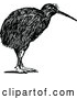 Vector Clip Art of Retro Kiwi Bird by Prawny Vintage