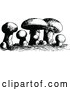 Vector Clip Art of Retro Mushrooms by Prawny Vintage
