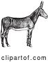 Vector Clip Art of Retro Poitou Donkey Ass in by Picsburg