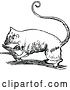 Vector Clip Art of Retro Possum on a Branch by Prawny Vintage
