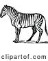 Vector Clip Art of Retro Sketched Zebra by Prawny Vintage