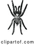 Vector Clip Art of Retro Tarantula Spider by Prawny Vintage