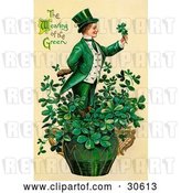 Clip Art of Retro Victorian St Patrick's Day Scene of a Leprechaun or Isirh Guy Standing in a Pot of Shamrocks, Holding a Clover, Circa 1910 by OldPixels