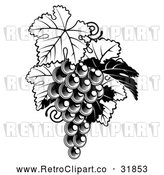 Vector Clip Art of a Fresh Retro Bunch of Grapes on a Vine with Leaves in Black and White by AtStockIllustration