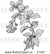 Vector Clip Art of a Retro Barberry Branch - Black and White by Prawny Vintage