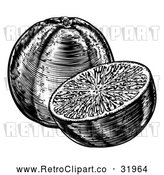 Vector Clip Art of a Retro Black and White Navel Oranges, Whole and Halved by AtStockIllustration
