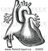 Vector Clip Art of a Retro Human Heart Organ by Prawny Vintage