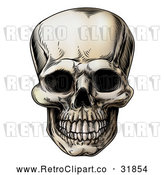 Vector Clip Art of a Retro Human Skull Grinning by AtStockIllustration