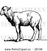 Vector Clip Art of a Retro Sheep Standing Still - Black and White by Prawny Vintage