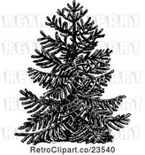 Vector Clip Art of Chile Pine Monkey Puzzle Tree by Prawny Vintage