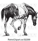 Vector Clip Art of Engraved Horse Anatomy of Muscular Covering Rear View in by Picsburg