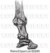 Vector Clip Art of Engraving of Horse Bones and Articulations of the Foot Hoof in 4 by Picsburg